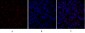 Smad3 Polyclonal Antibody